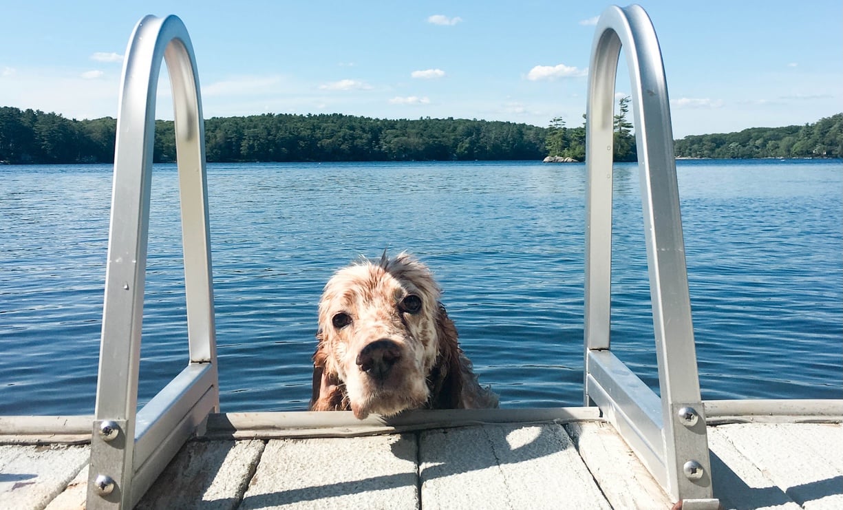 dog lake