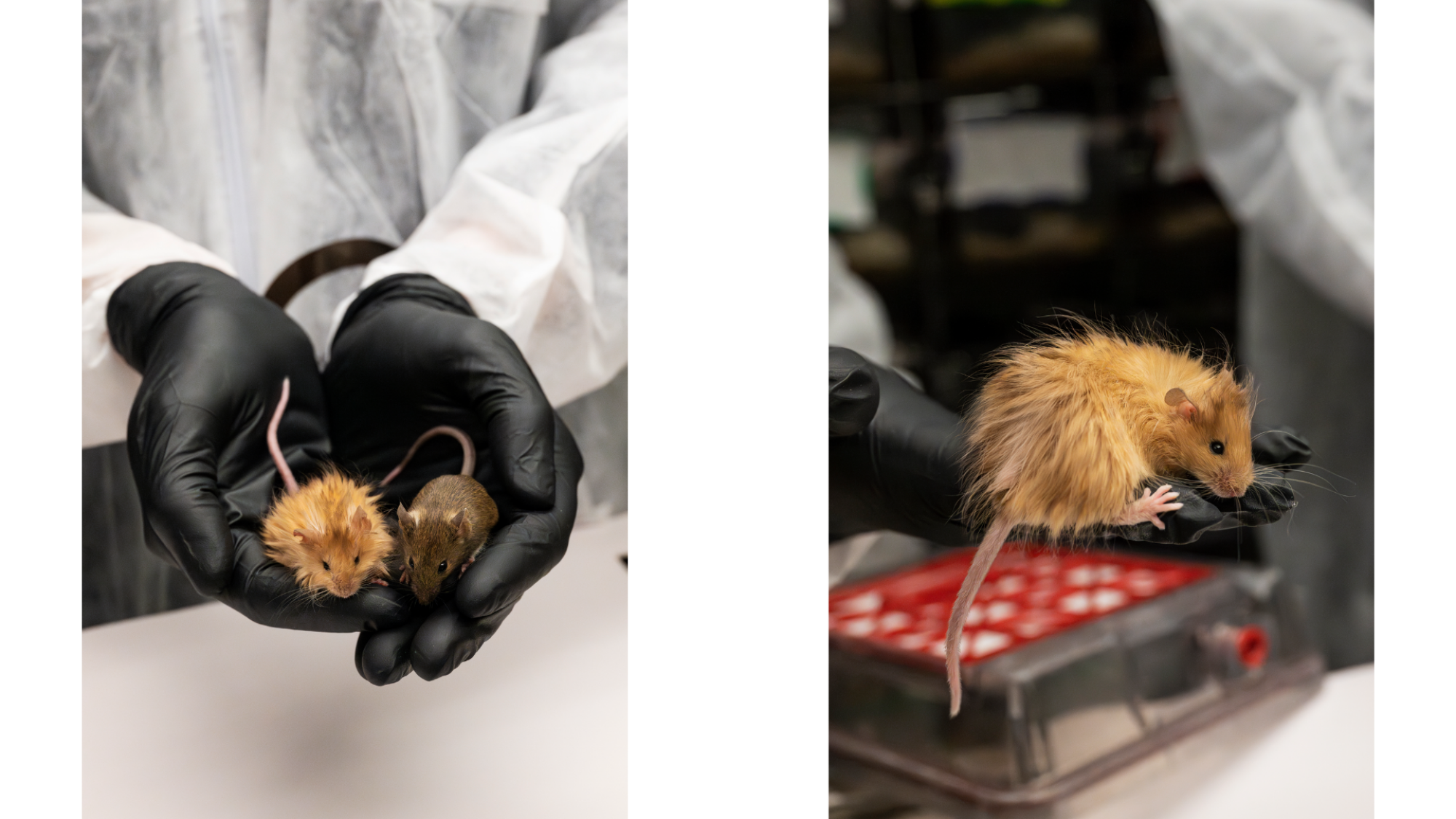 Two portrait images. On the left is a Colossal Woolly Mouse and a normal mouse being held in someone's gloved hands. On the right is a Colossal Woolly Mouse on someone's gloved hand.