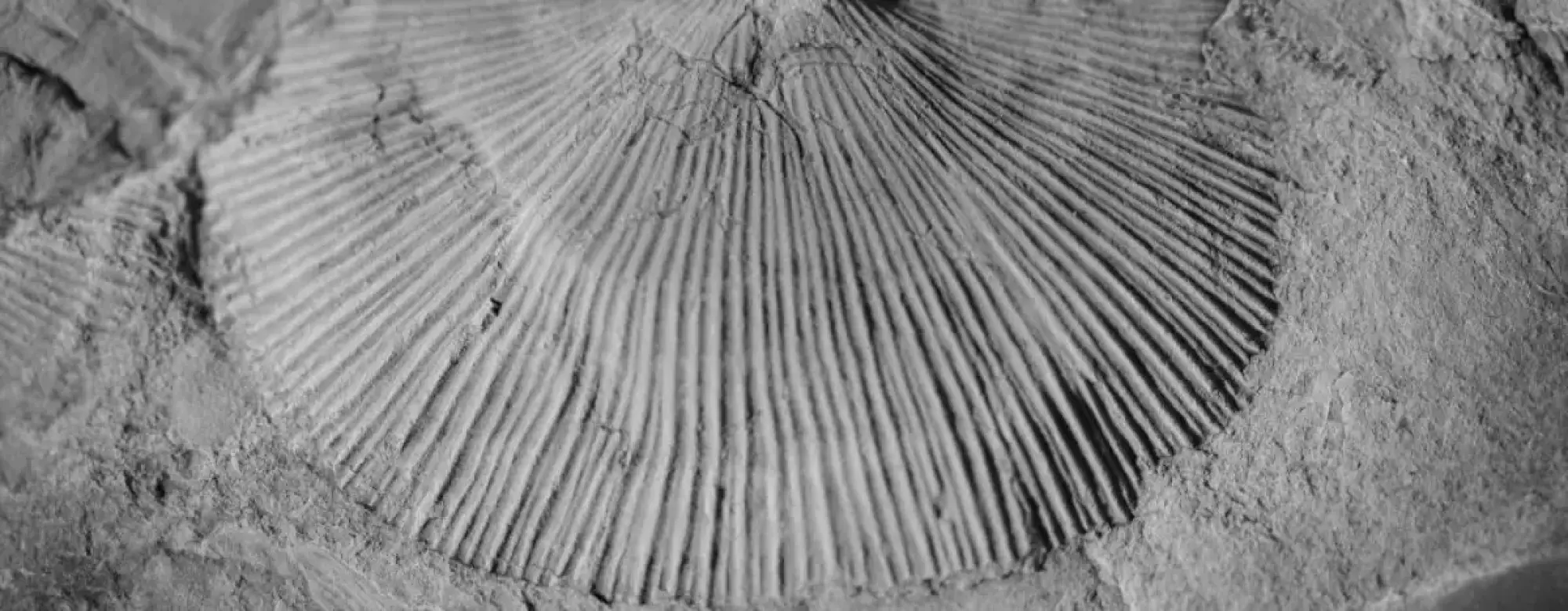 a brachiopod fossil