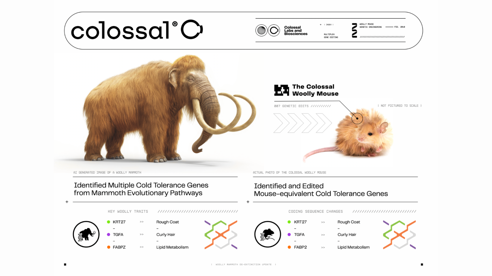 A diagram indicating that the creation of the Colossal Woolly Mouse involved editing genes related to a rough coat, curly hair, and lipid metabolism.