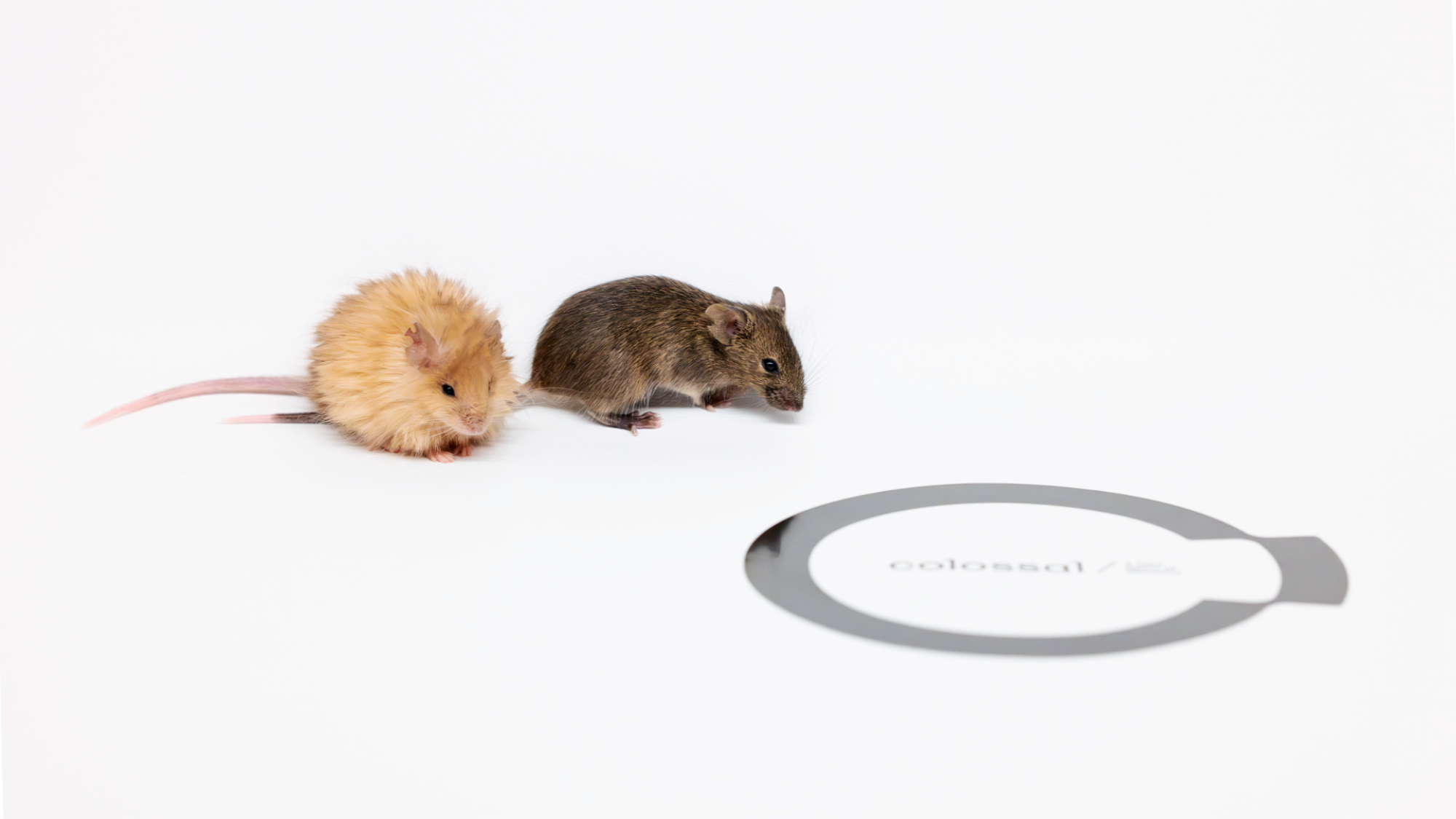 The Colossal Woolly Mouse and a normal mouse, next to the Colossal logo.