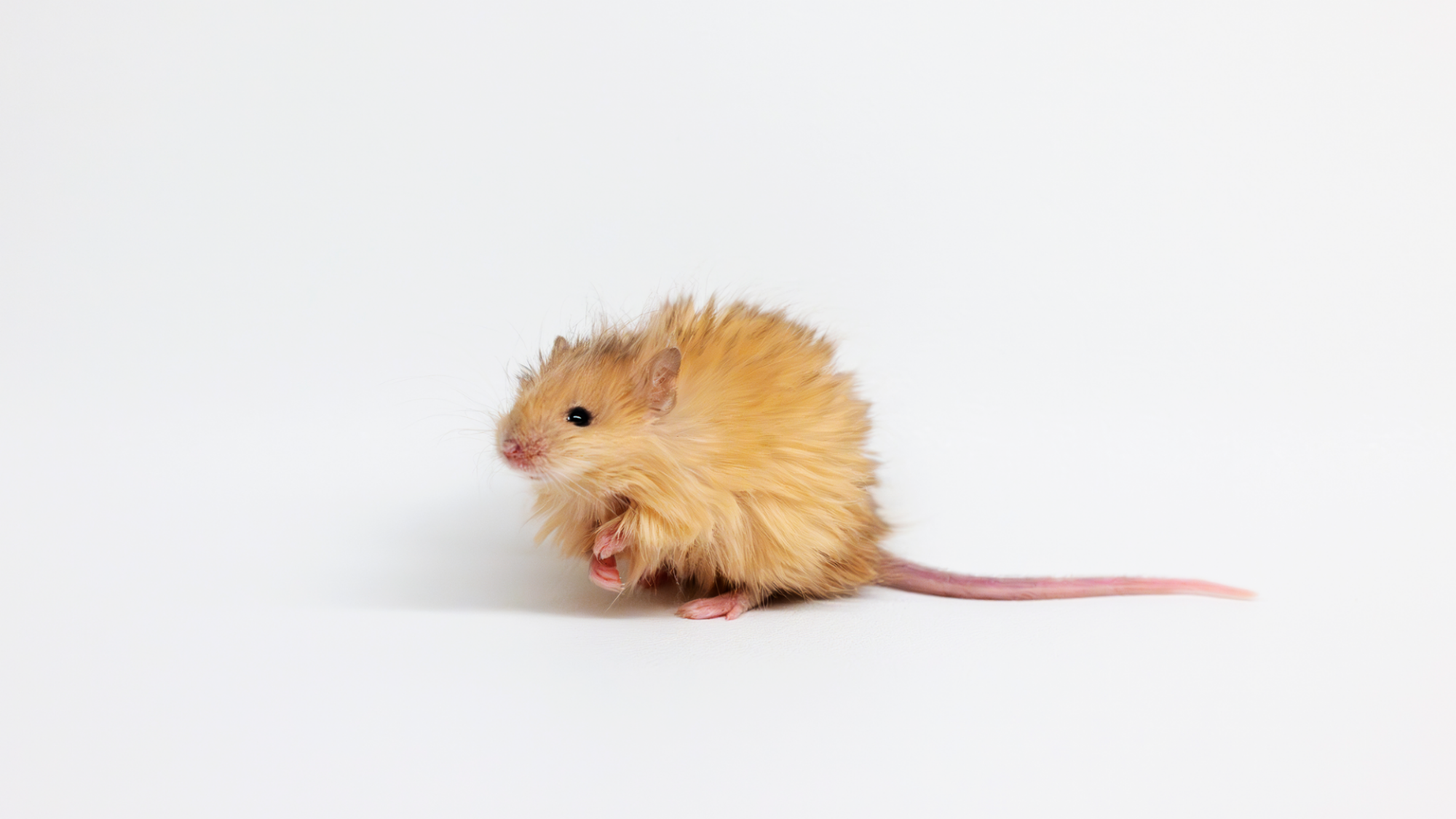 A Colossal Woolly Mouse on a white background.