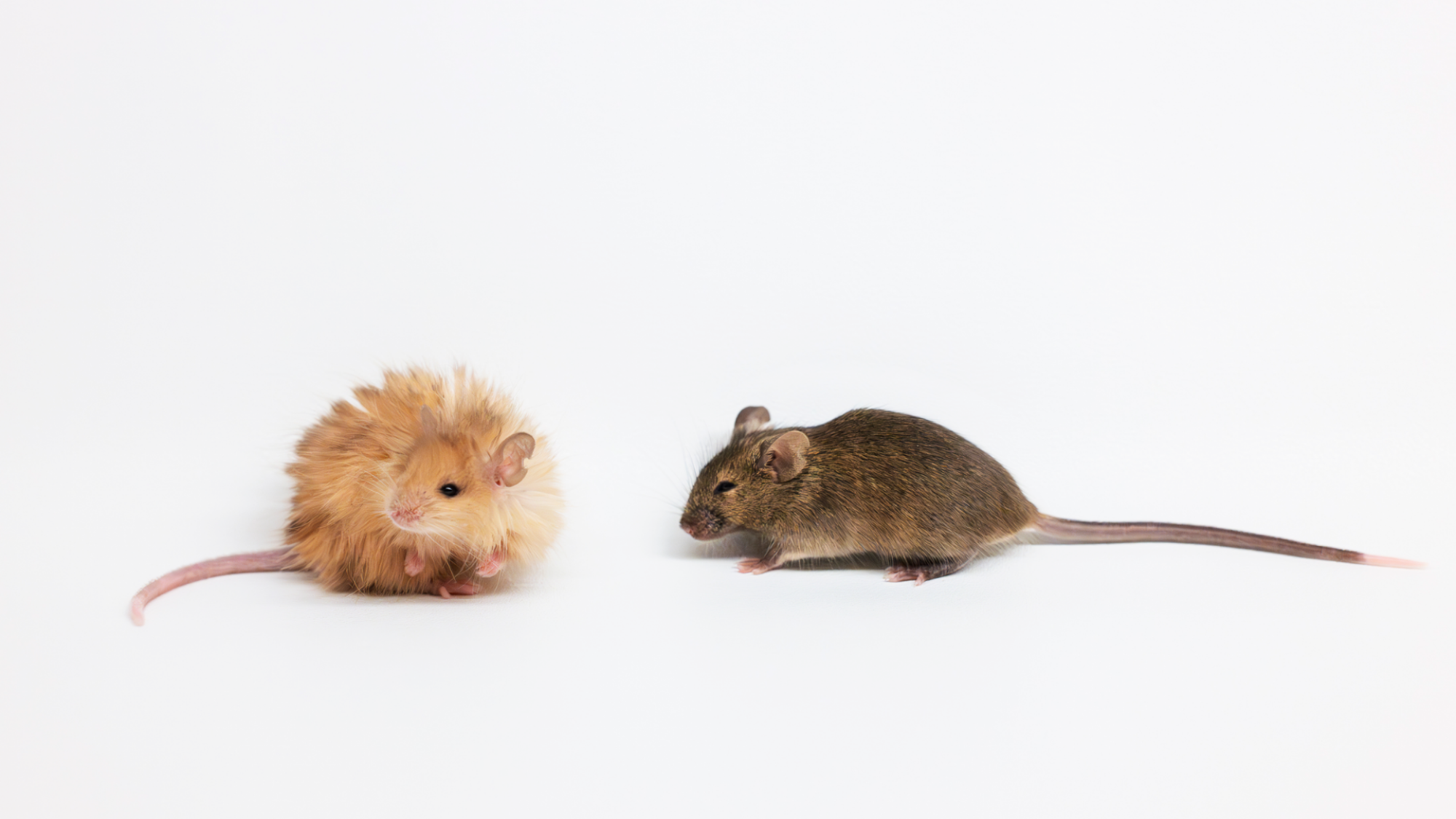 A Colossal Woolly Mouse and normal mouse on a white background.