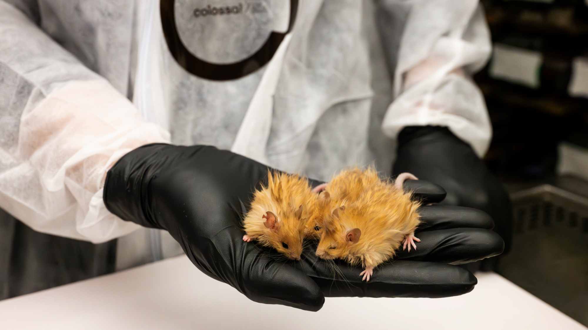 Three Colossal Woolly Mice in the gloved palm of someone's hand,